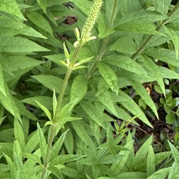 Veronicastrum virginicum (culver's-root)